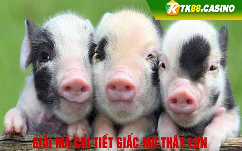 Giải mã chi tiết giấc mơ thấy lợn 